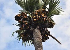 palm tree