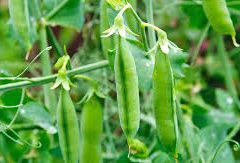 pea-plant-seeds 2