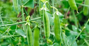 pea-plant-seeds 2