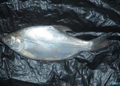 pengba fish