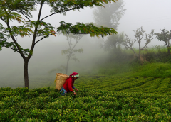 safar tea garden