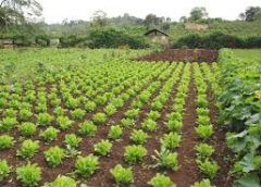 vegatable farming