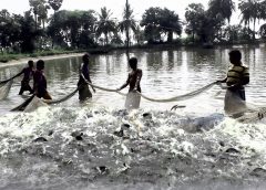 Fish catching