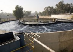 Gardenrish Water Plant