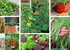 Growing vegetables