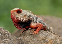 Indian_Garden_Lizard