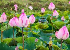 lotus
