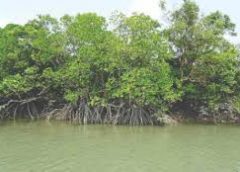 Mangrove