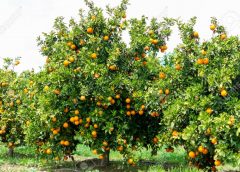 Orange Tree