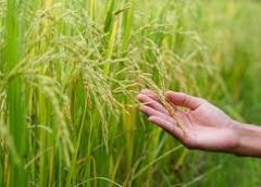 Paddy Crops