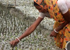 Sundarbans Mangroves