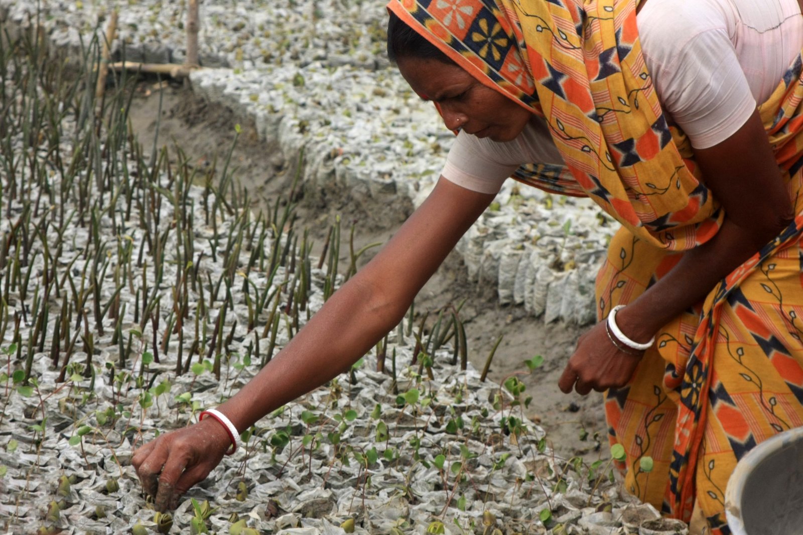 Sundarbans Mangroves