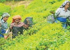 chopra tea forest