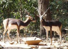 ramnabagan and burdwa