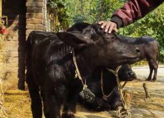 Animal Husbandry