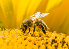 Bee-1