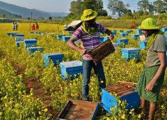 Beekeeping