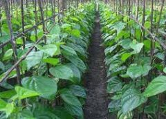 Betel Leaf