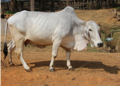 Cow-1