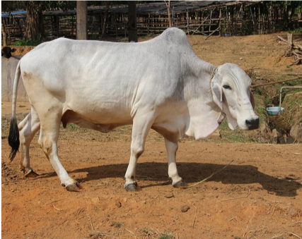 Cow-1