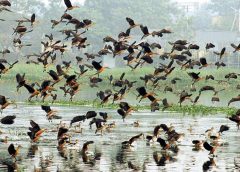 Lake bird