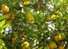 ORANGE TREE