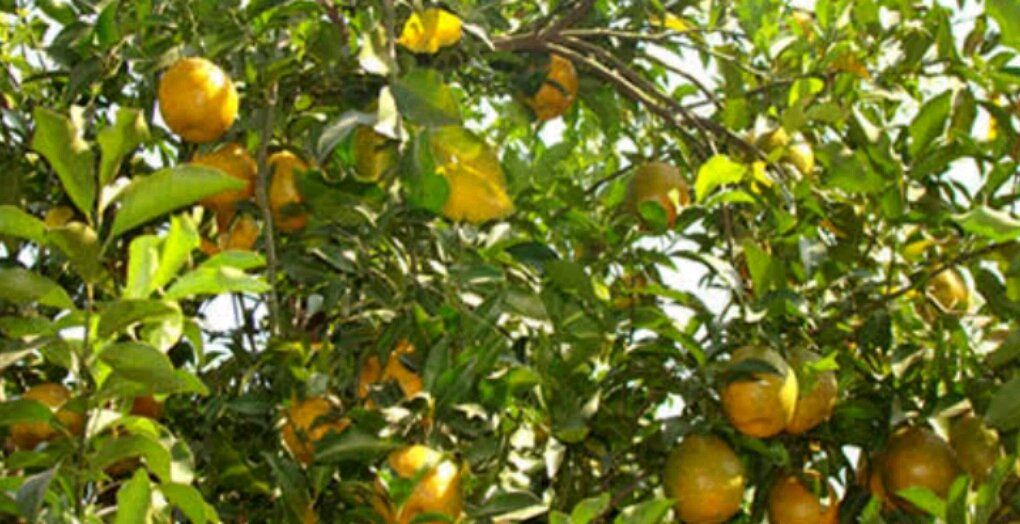 ORANGE TREE