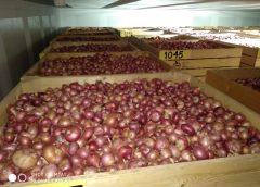 Onion-2