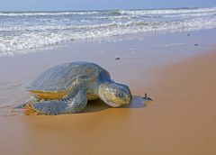 Orissa Tortoise