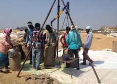 Paddy Crops-1