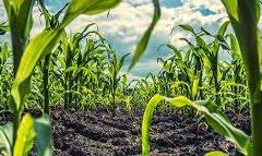 alternative cultivation