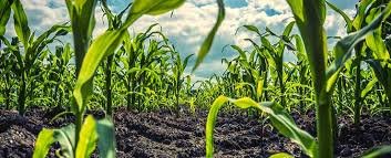 alternative cultivation