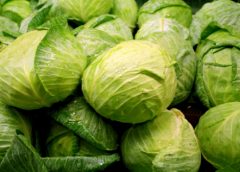 cabbage and winter