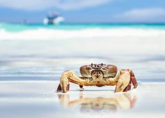crab