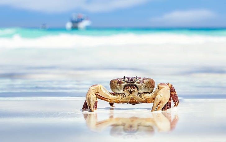 crab