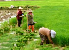 farmer and paddy