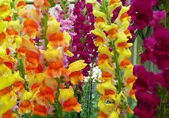 gladiolus flowers