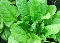 spinach and vitamin