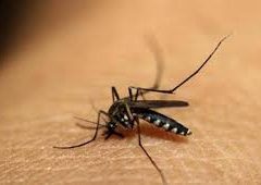Malaria