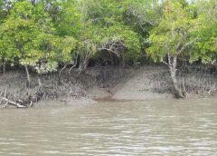Mangrove-1