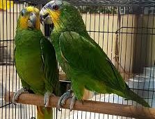 Orange Winged Amazon Parrot