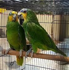Orange Winged Amazon Parrot
