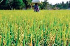 Purchase of crop under MSP