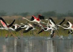 Sundorbon bird