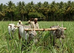 farmers day