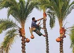 খেজুর-রস-সংগ্রহ
