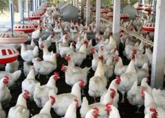 Chicken Farm