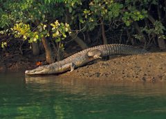 Crododile in sundarban