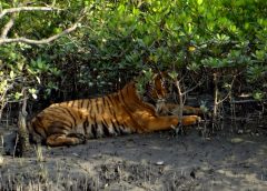 Sunderbans Royal Bengal Tiger