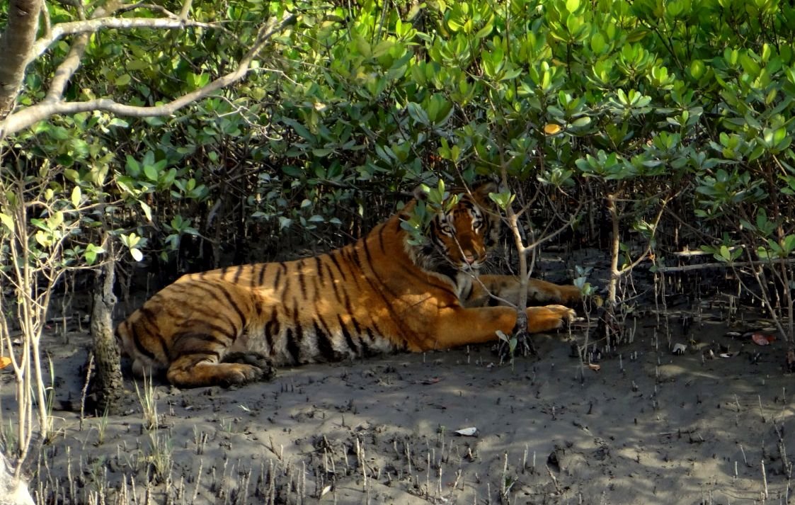Sunderbans Royal Bengal Tiger